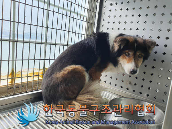 한국동물구조관리협회_441382202300411
