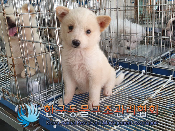 한국동물구조관리협회_441559202300433