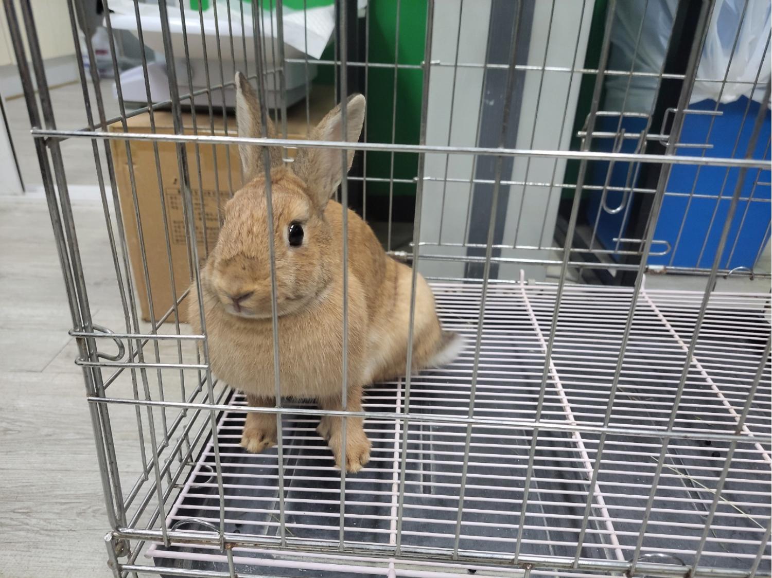 고양시동물보호센터_441394202301306