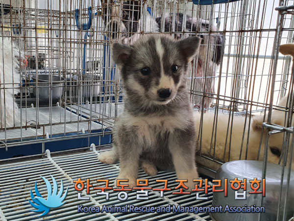 한국동물구조관리협회_441559202300432