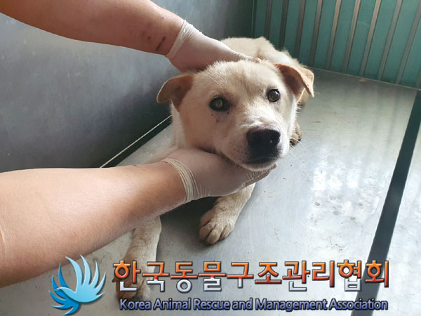한국동물구조관리협회_441406202300852