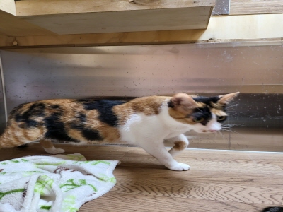 누리동물병원_426333202300420