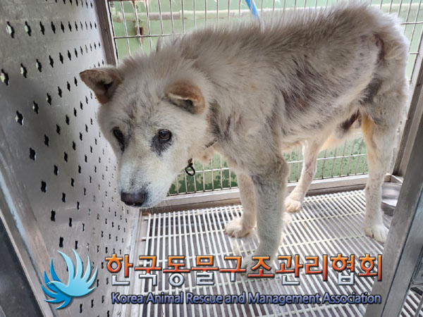 한국동물구조관리협회_441559202300435