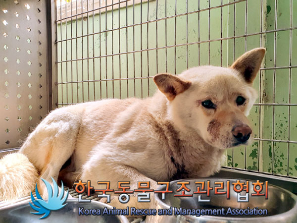 한국동물구조관리협회_441406202300848