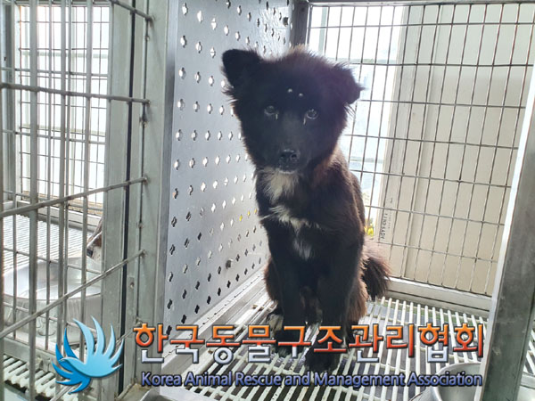 한국동물구조관리협회_441406202300850