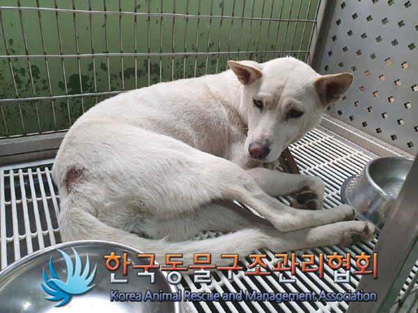 한국동물구조관리협회_441406202300844