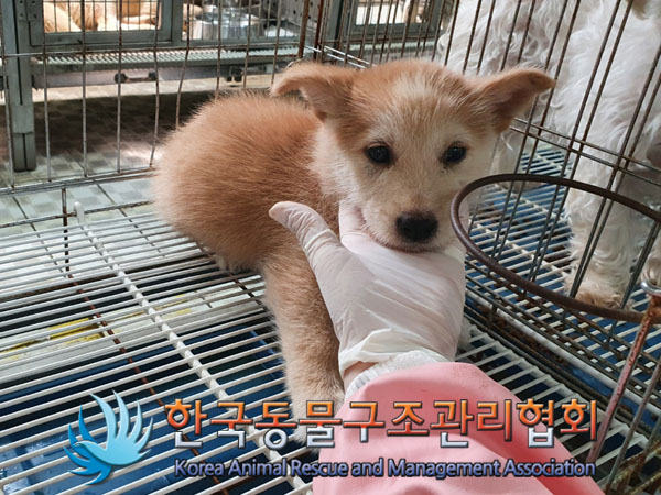 한국동물구조관리협회_441406202300846