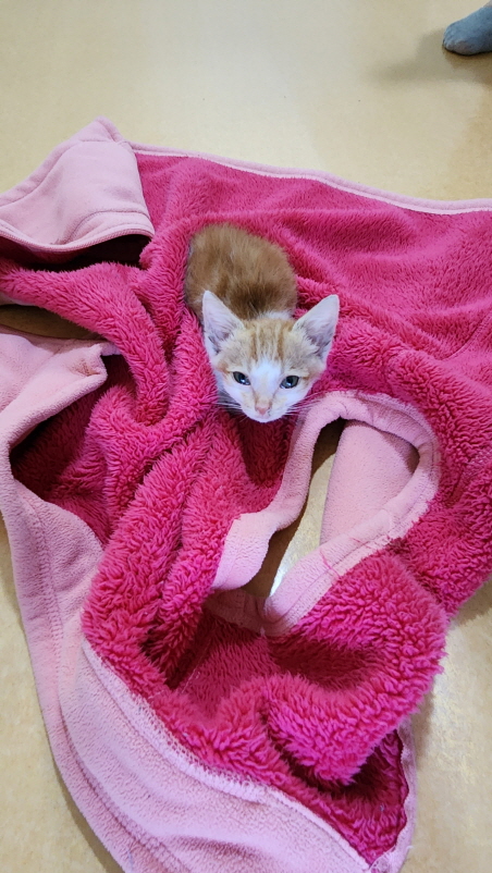 익산유기동물보호소_445468202301272