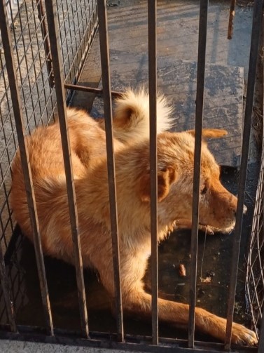 밀양시동물보호센터_448536202301321