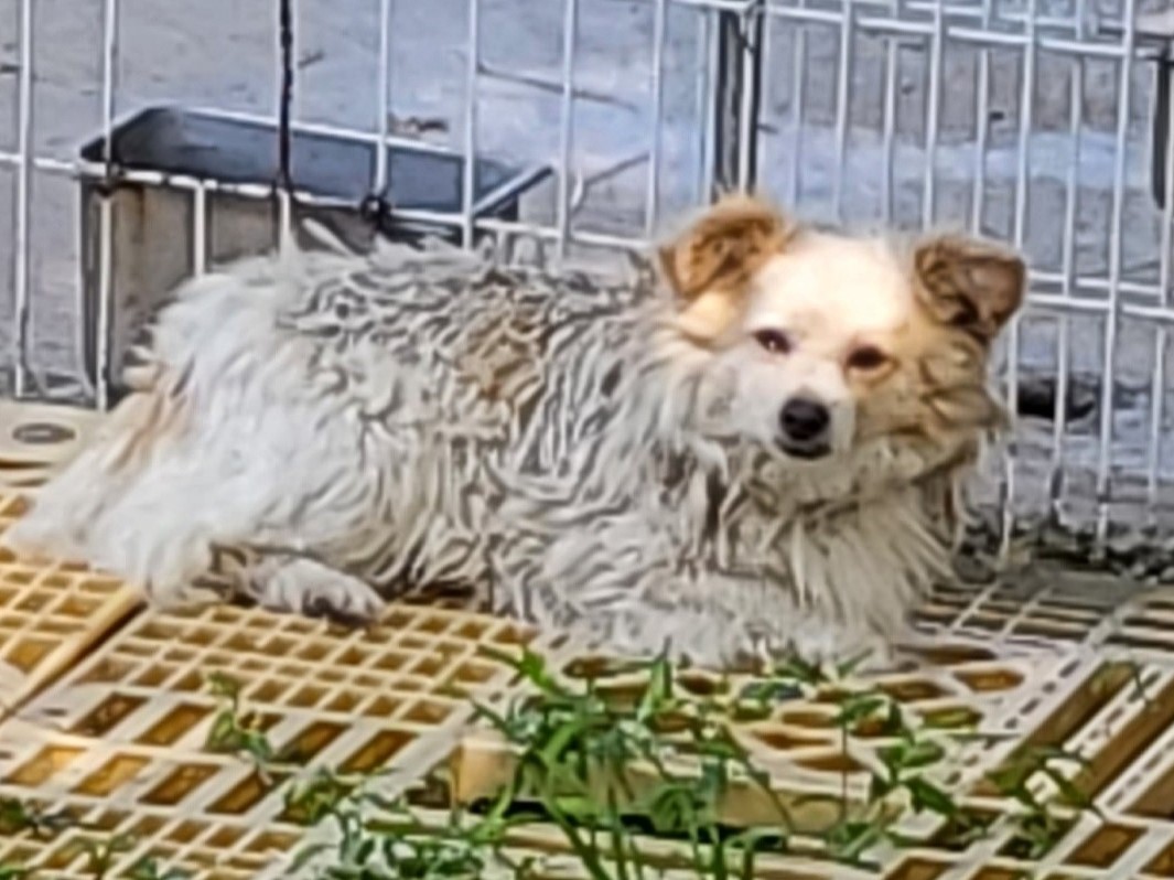 밀양시동물보호센터_448536202301318