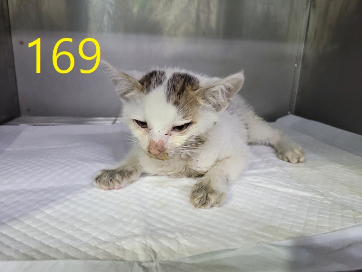 신영재동물병원_428355202300278