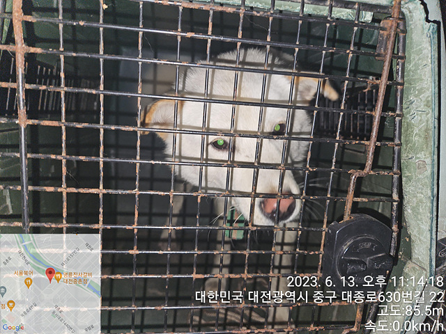대전동물보호센터_430367202300333