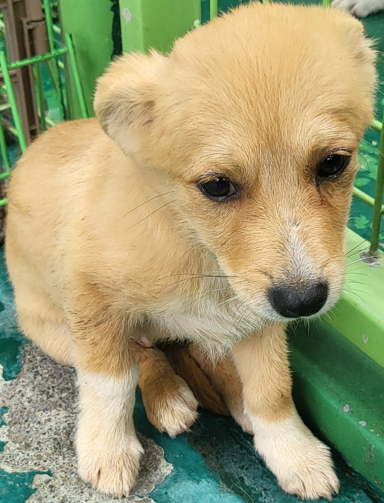 하동군유기동물보호소_448544202300216