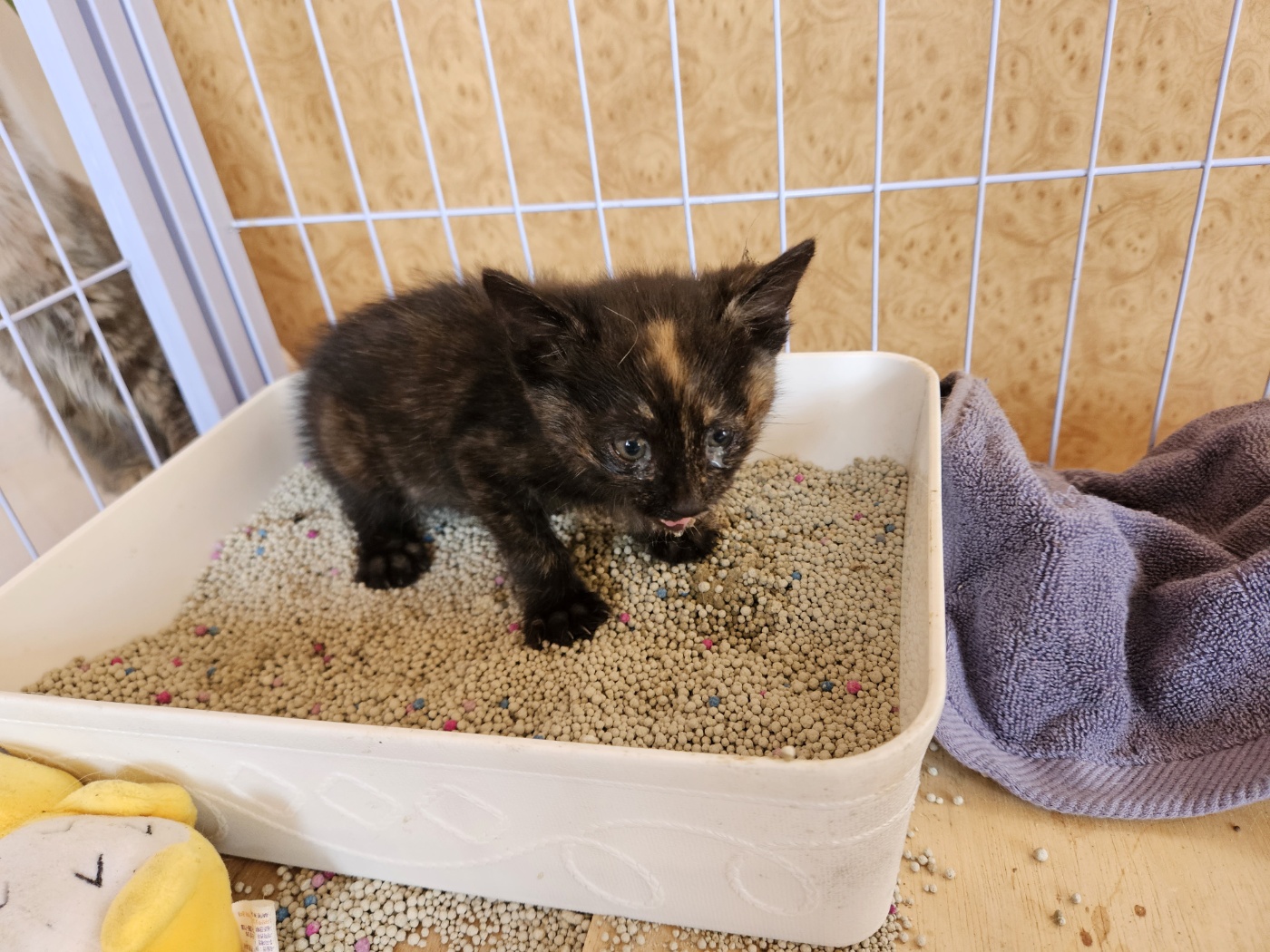 진안군유기동물보호소_445473202300283