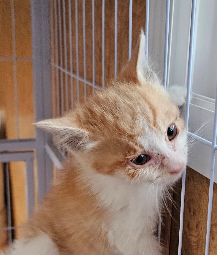 진안군유기동물보호소_445473202300284