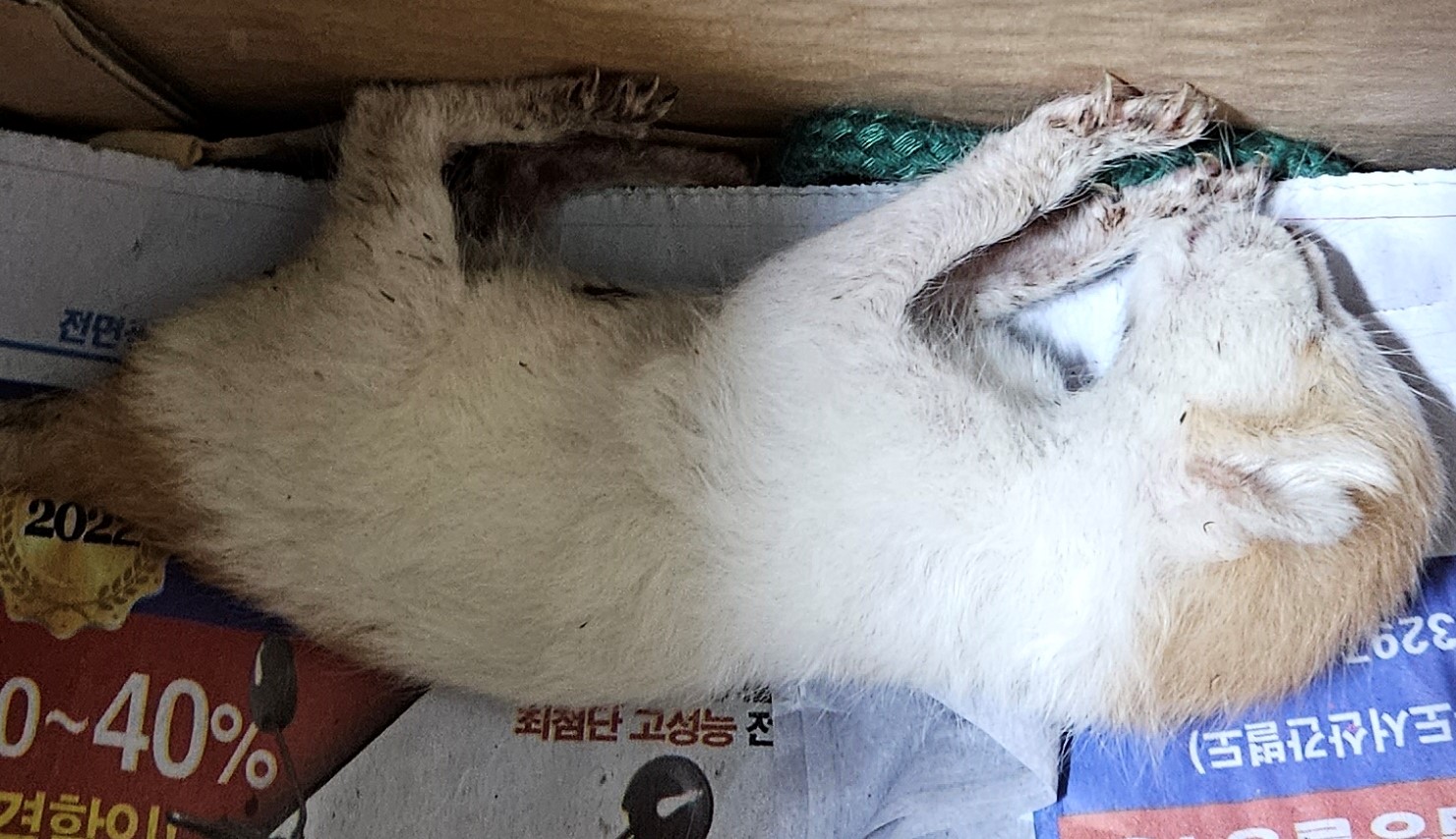 대구유기동물보호센터_427342202300377