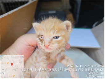 대전동물보호센터_430365202300271