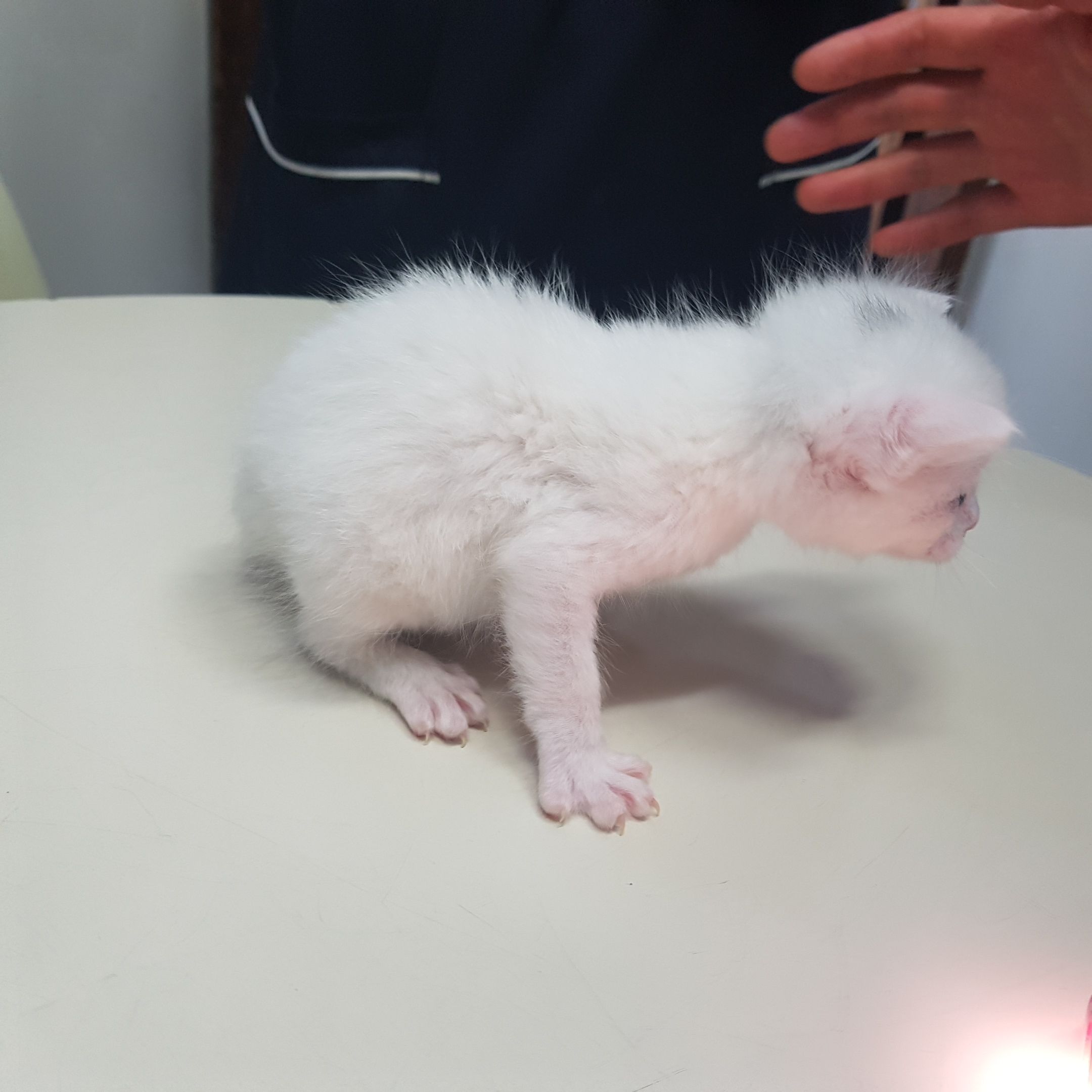 [고양이] 한국 고양이 전북-전주-2023-00750 유기동물 배경 이미지 입니다.