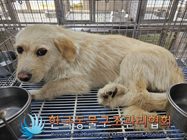 한국동물구조관리협회_441560202300784