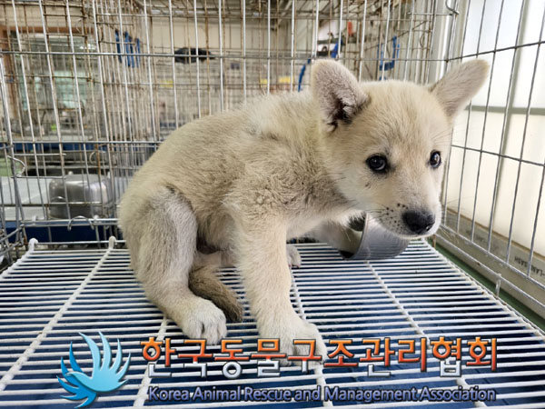 한국동물구조관리협회_441409202300957