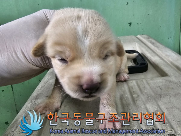 한국동물구조관리협회_441560202300786