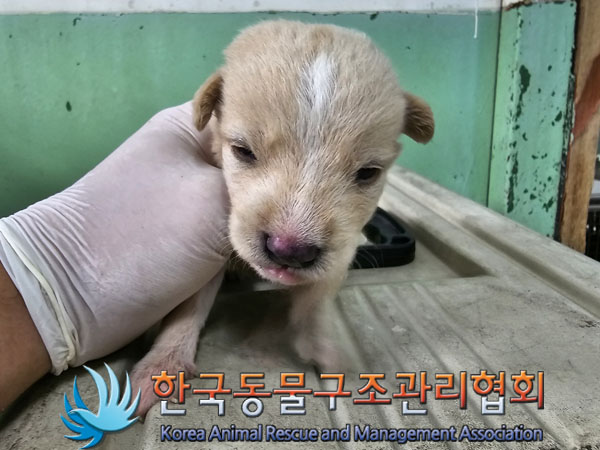 한국동물구조관리협회_441560202300787