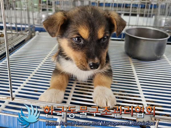 한국동물구조관리협회_441406202300858