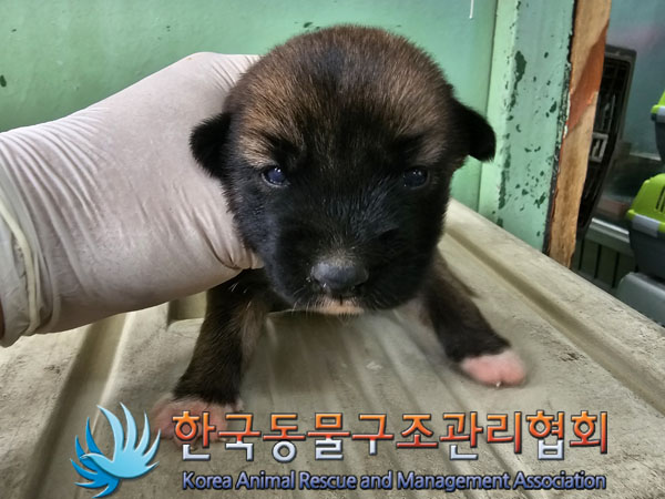 한국동물구조관리협회_441560202300785