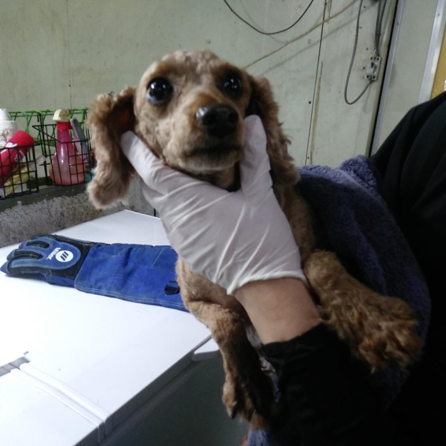 인천광역시수의사회_428351202300476