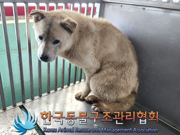 한국동물구조관리협회_441406202300857
