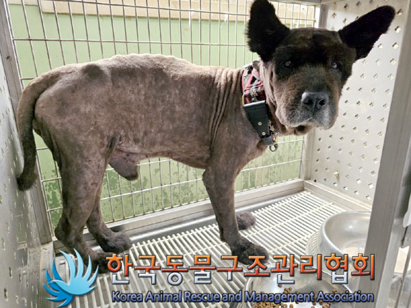 한국동물구조관리협회_441414202300394
