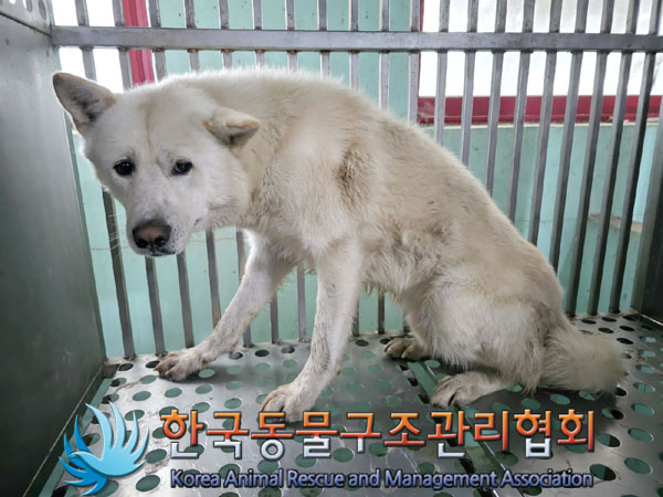 한국동물구조관리협회_441414202300395