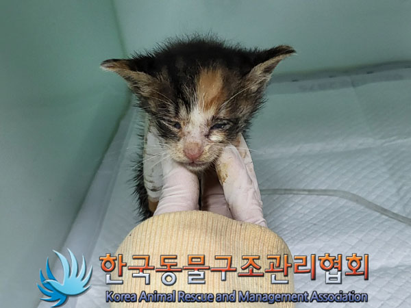 한국동물구조관리협회_411318202300277