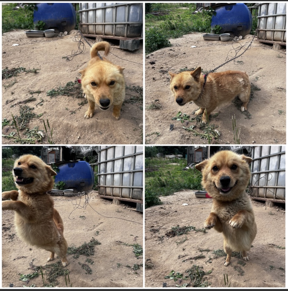 천안시유기동물보호소_444449202301404