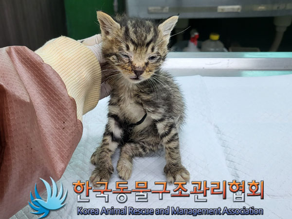 한국동물구조관리협회_441409202300961