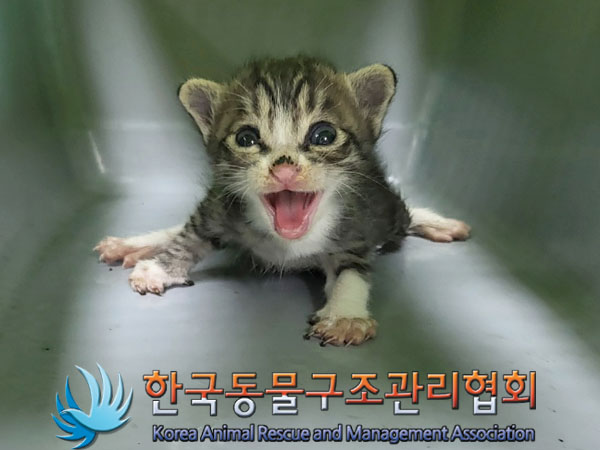 한국동물구조관리협회_411301202300325