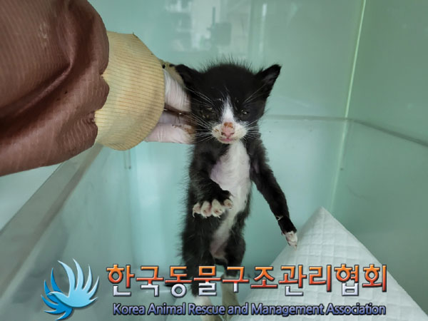 한국동물구조관리협회_411323202300578