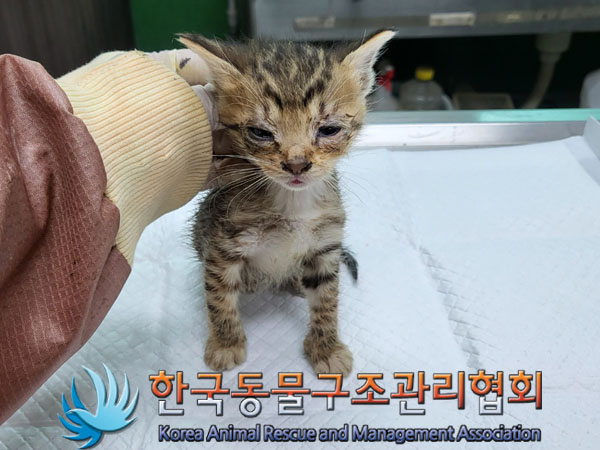 한국동물구조관리협회_441409202300959