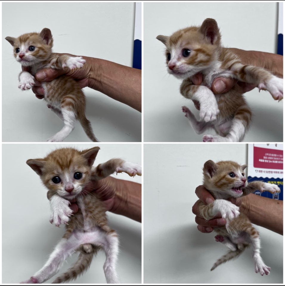 천안시유기동물보호소_444449202301407