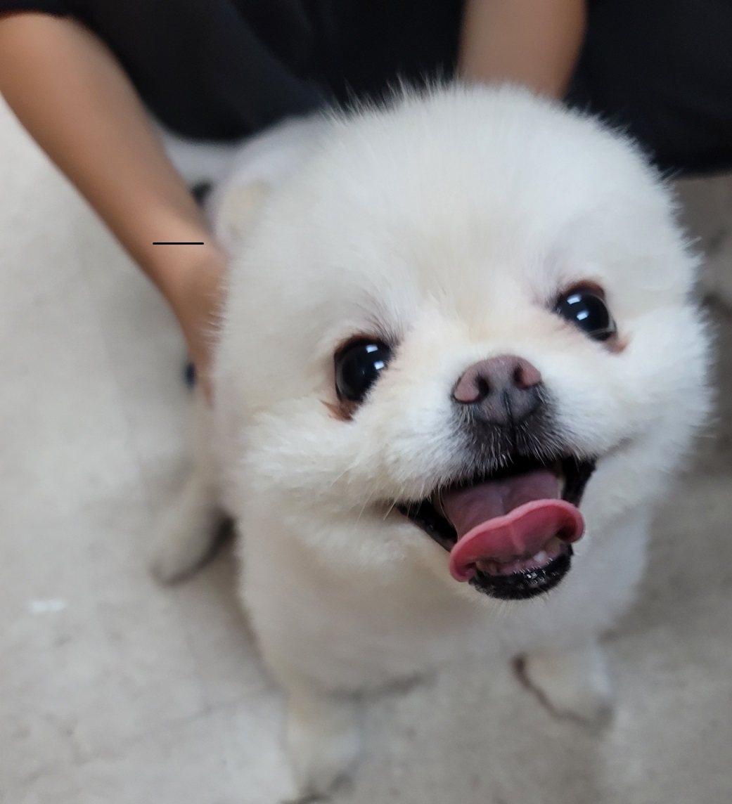 영천유기동물보호센터_447510202300172