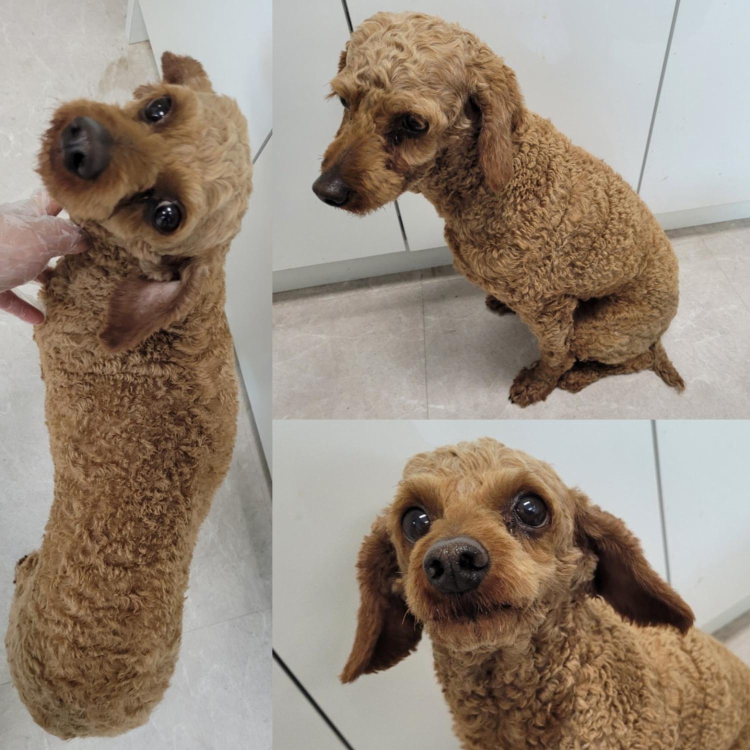 논산시 동물보호센터_444454202300509