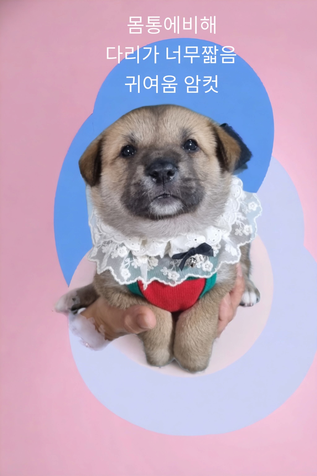 성주유기동물보호센터_447521202300198