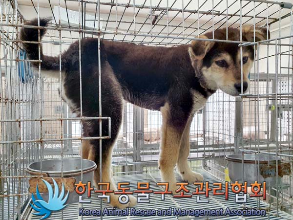 한국동물구조관리협회_441560202300645