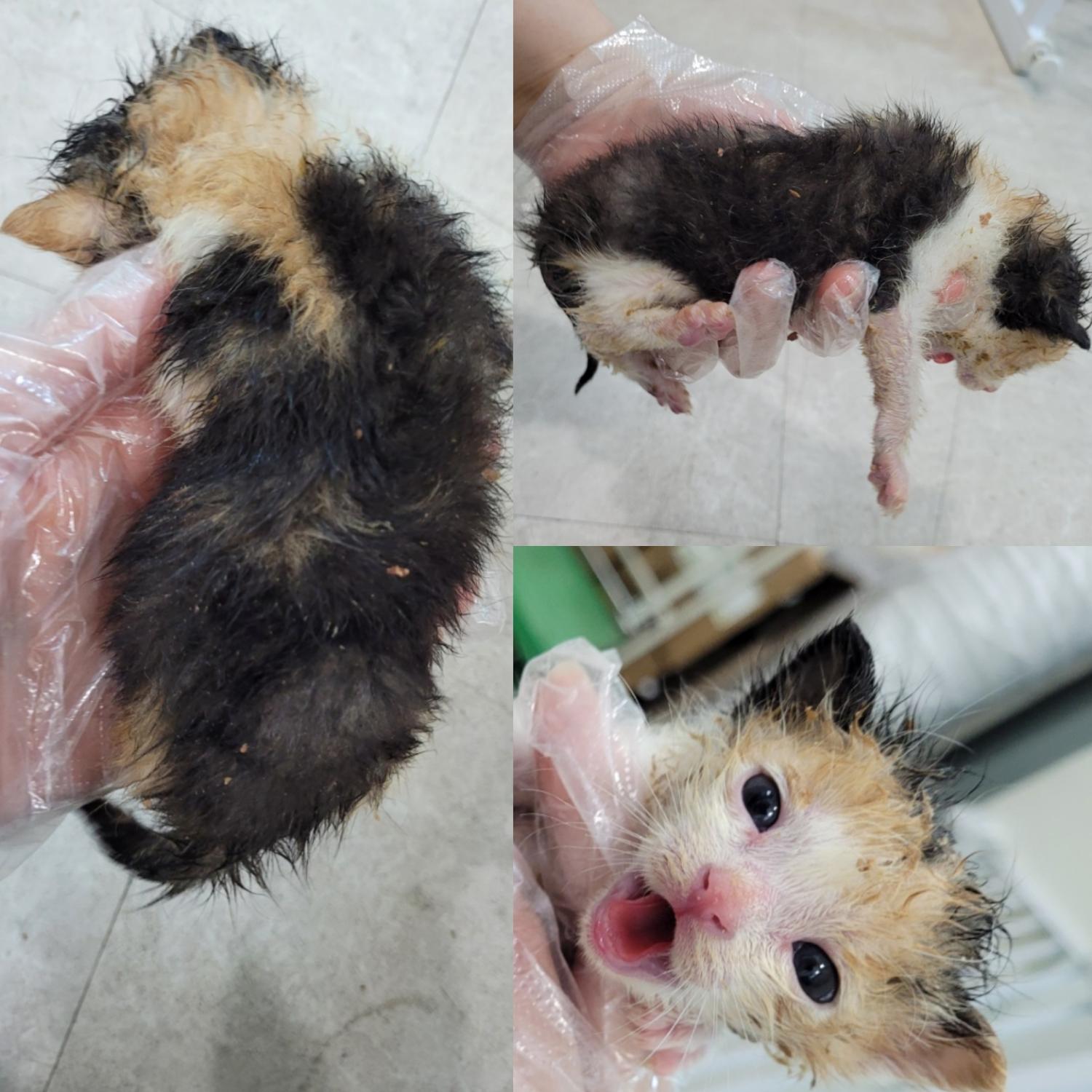 논산시 동물보호센터_444454202300519