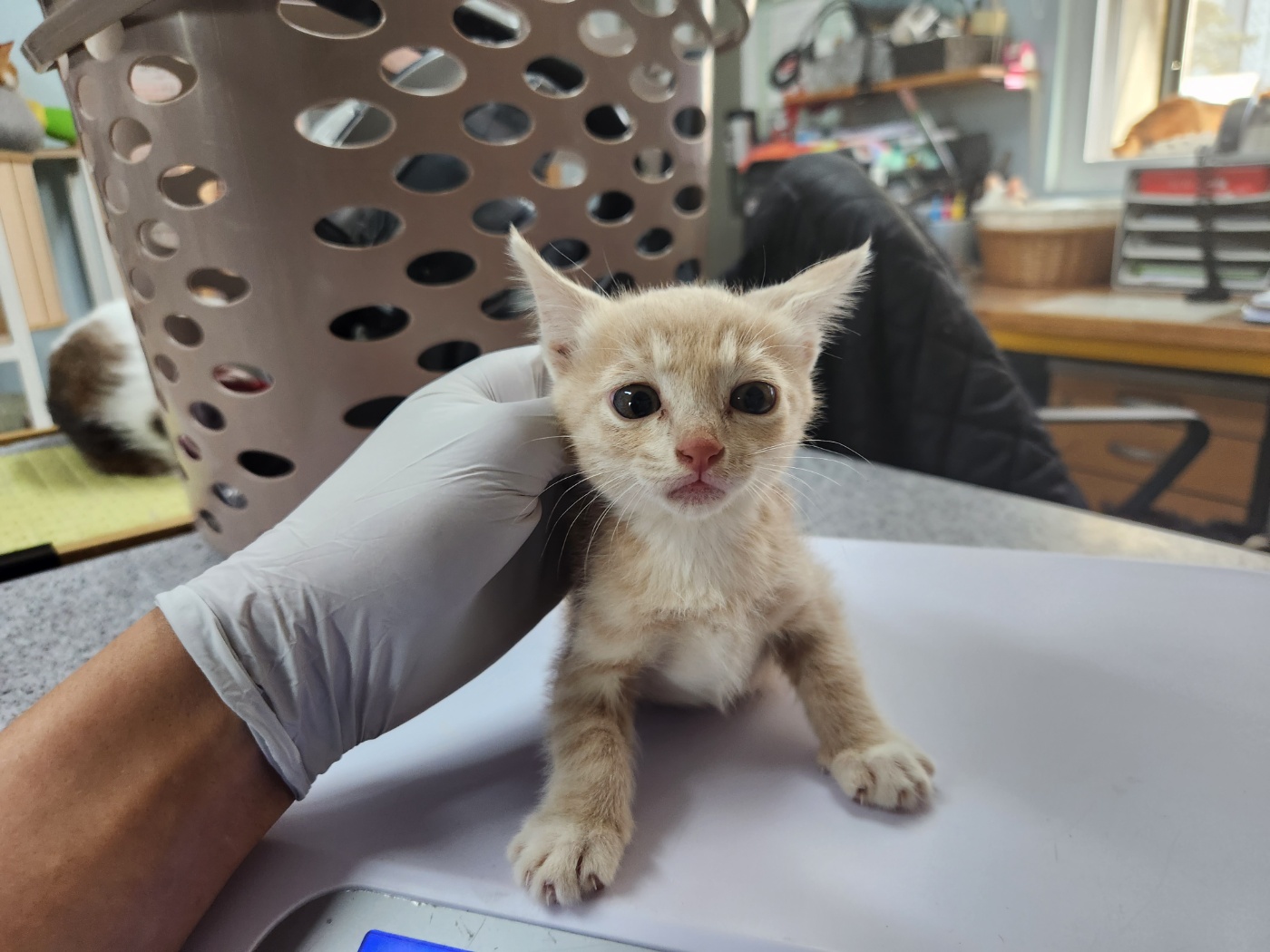광주 동물보호소_429363202300520