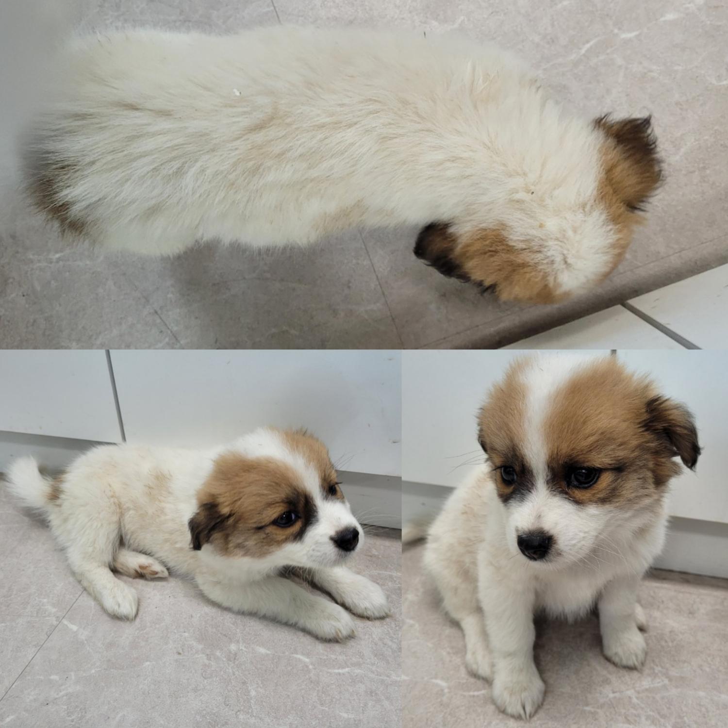 논산시 동물보호센터_444454202300514