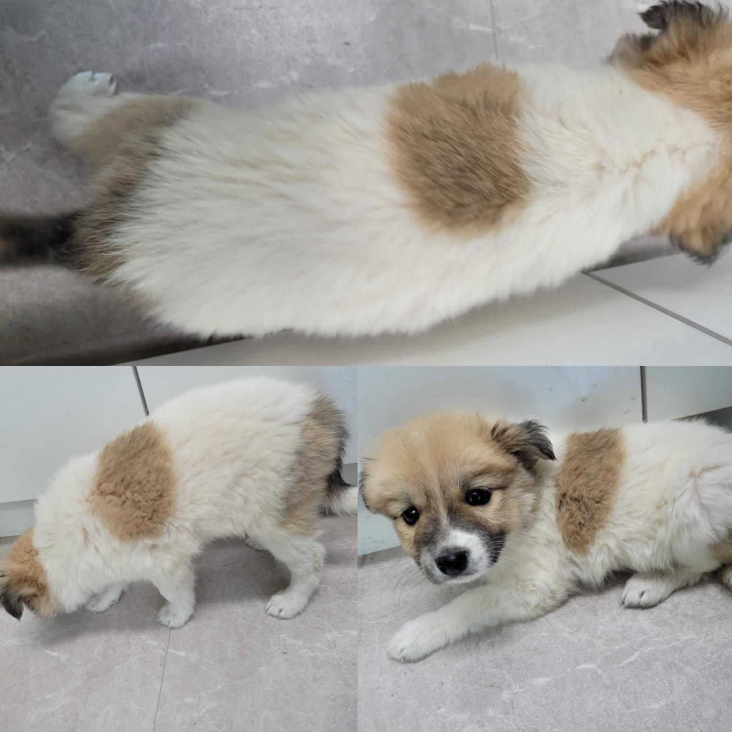 논산시 동물보호센터_444454202300515
