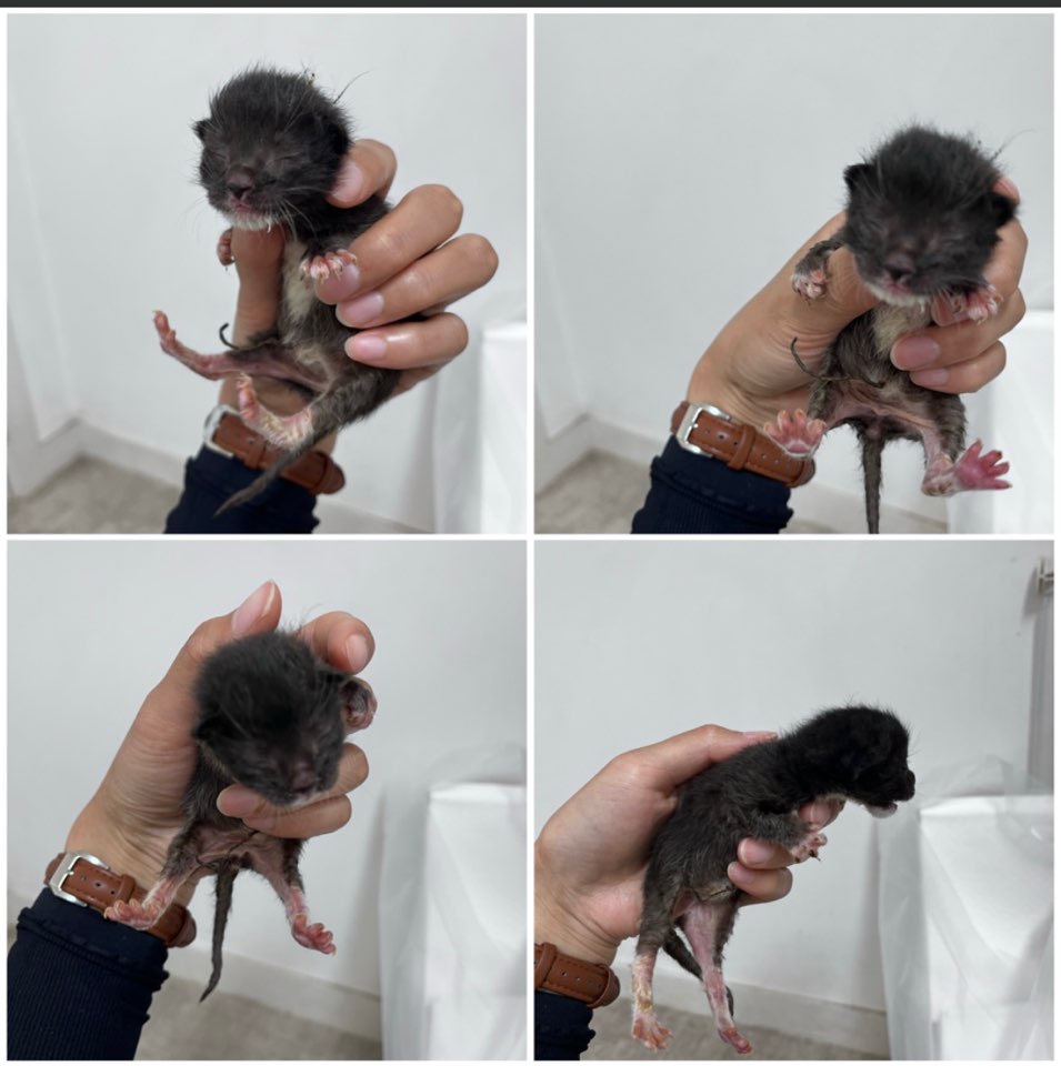 천안시유기동물보호소_444449202301412