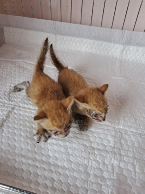유기동물및관리협회_448535202300769
