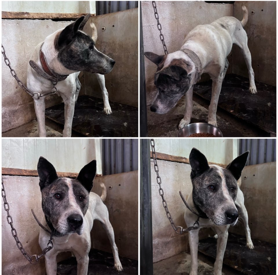 천안시유기동물보호소_444449202301408